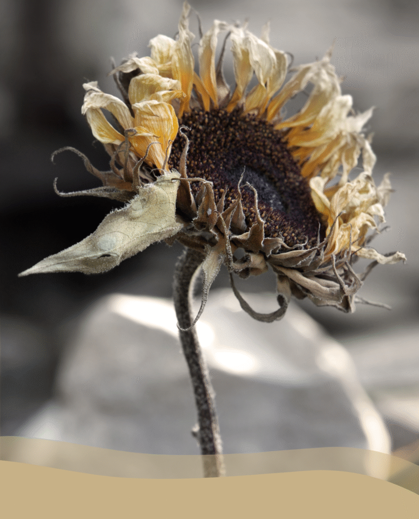 Vertrocknete Sonnenblume Vertrocknete Sonnenblume die unwohle Gefühle hervorruft und ein trübe Stimmung vermittelt