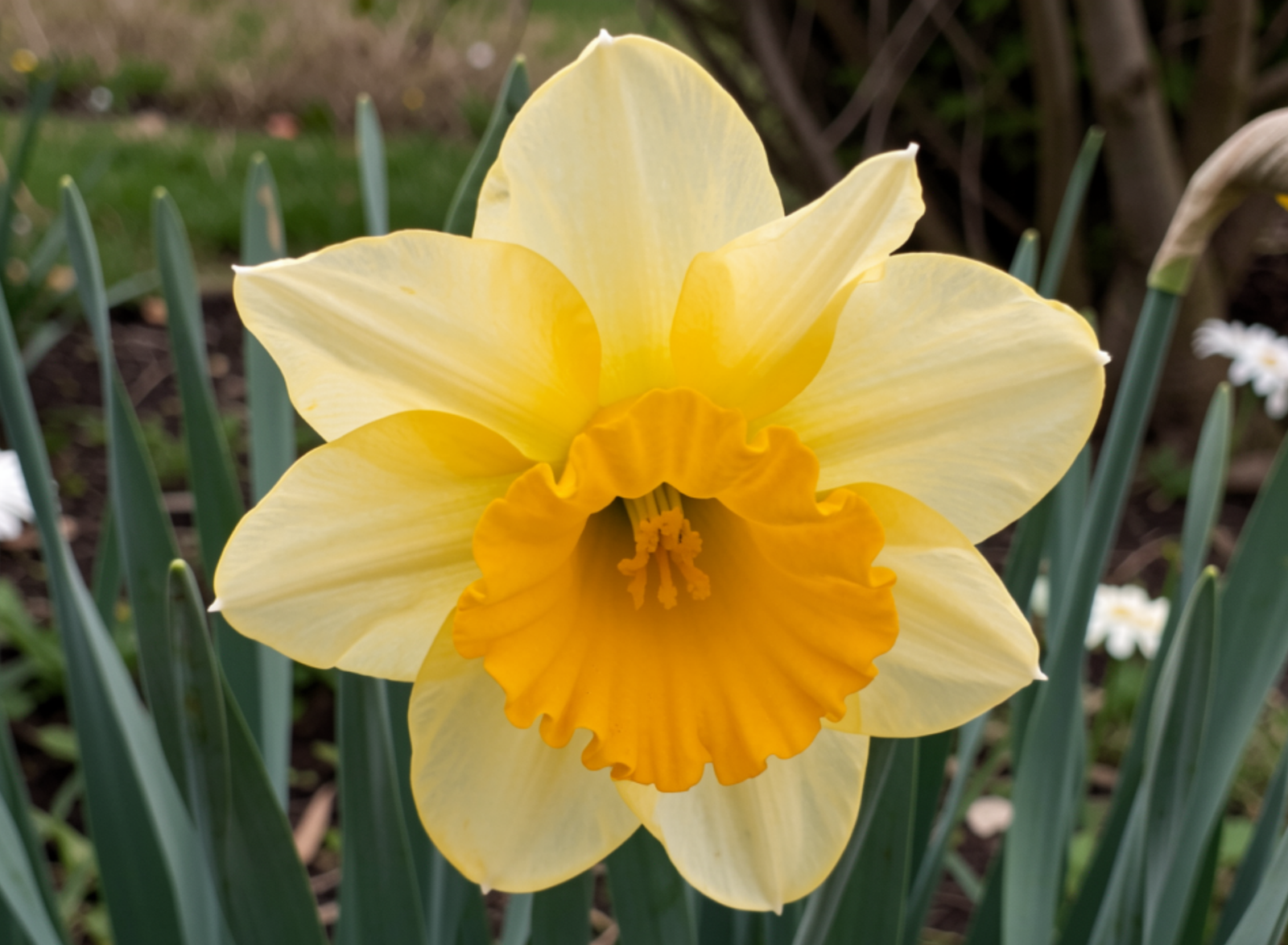 Eine Blume die das Mysterium das hinter Narzissmus symbolisiert